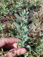 Baccharis pedersenii