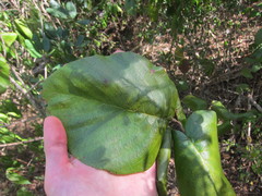 Guettarda krugii
