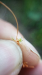 Cuscuta occidentalis