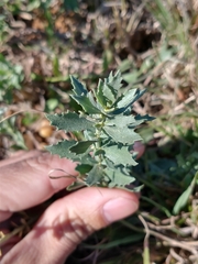 Baccharis pedersenii
