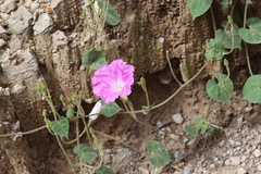 Ipomoea orizabensis orizabensis