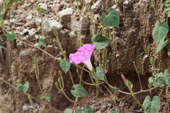 Ipomoea orizabensis orizabensis