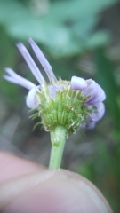 Erigeron glacialis glacialis