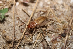Gryllus lineaticeps