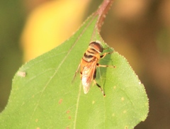 Palpada vinetorum