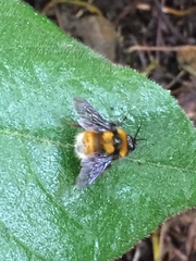 Bombus hortulanus