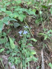 Lobelia nuttallii