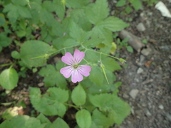 Geranium gracile