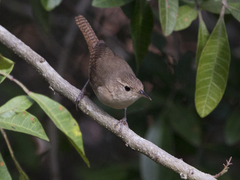 Troglodytes aedon