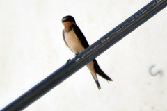 Hirundo rustica
