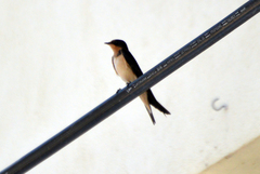 Hirundo rustica