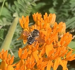 Megachile