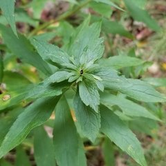 Asphondylia rosulata