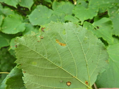 Eriophyes leiosoma