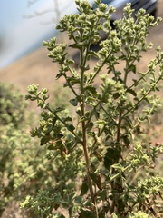 Brickellia microphylla microphylla