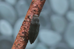 Buprestis maculipennis