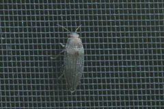 Buprestis maculipennis