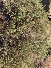 Brickellia microphylla microphylla