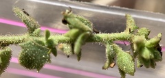 Brickellia microphylla microphylla