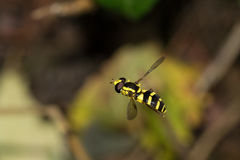 Xanthogramma stackelbergi