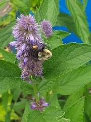 Bombus impatiens