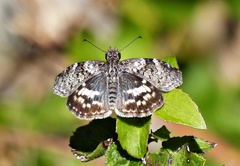 Chiomara asychis autander