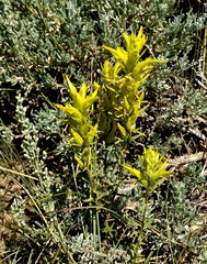 Castilleja flava