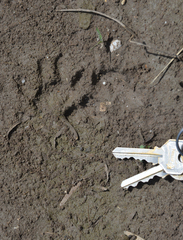 Didelphis virginiana