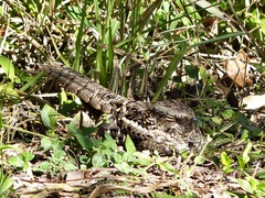 Nyctidromus albicollis