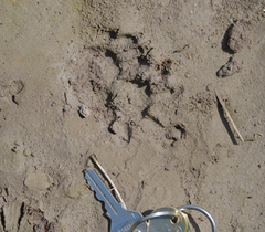 Didelphis virginiana