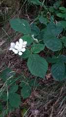 Rubus lainzii