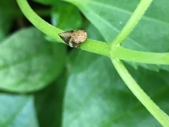 Clovia