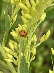 Hippodamia variegata