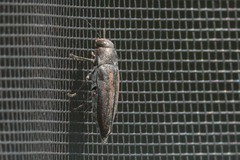 Buprestis lineata