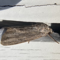 Acronicta lithospila