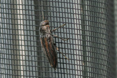 Buprestis lineata