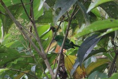 Chlorochrysa calliparaea