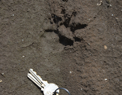 Didelphis virginiana