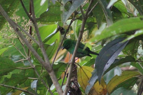 Chlorochrysa calliparaea