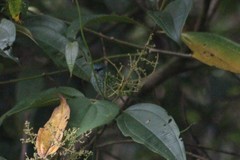 Ixothraupis punctata