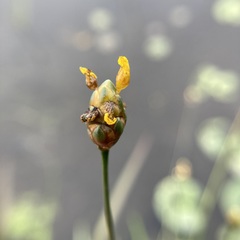 Xyris difformis
