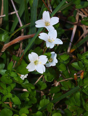 Epilobium macropus