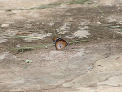 Danaus chrysippus alcippus