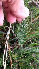Cirsium filipendulum