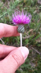 Cirsium filipendulum