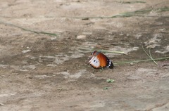 Danaus chrysippus alcippus