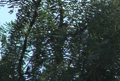 Vireo bellii
