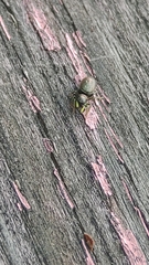 Heliophanus camtschadalicus