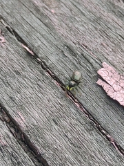 Heliophanus camtschadalicus