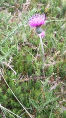 Cirsium filipendulum